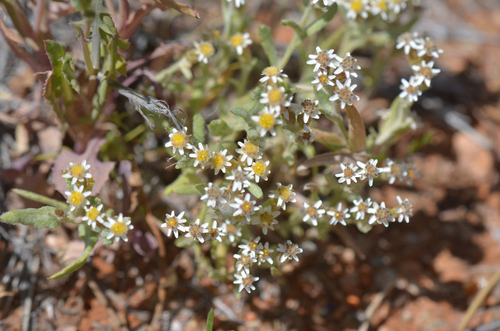 Image of Rhodanthe microglossa by (c) James (Jim) Duggan, some rights reserved (CC BY-SA)