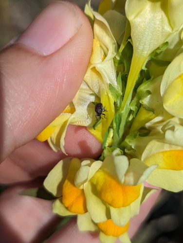Toadflax Seed Weevil photo 4