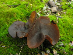 Plicaria endocarpoides image