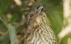 Scenopoeetes dentirostris