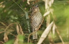 Scenopoeetes dentirostris