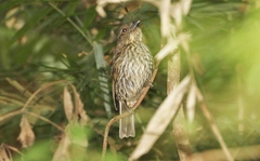 Scenopoeetes dentirostris