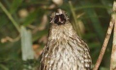 Scenopoeetes dentirostris