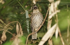 Scenopoeetes dentirostris