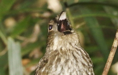 Scenopoeetes dentirostris