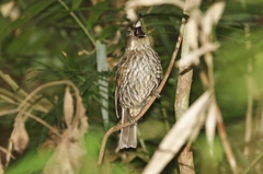 Scenopoeetes dentirostris