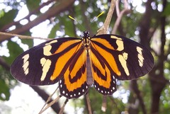 Lycorea halia discreta