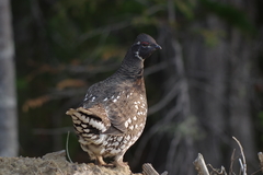 Falcipennis falcipennis
