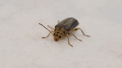 Xanthogaleruca luteola