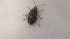 Xanthogaleruca luteola