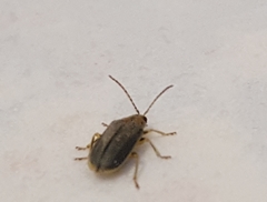Xanthogaleruca luteola