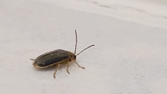 Xanthogaleruca luteola