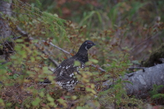 Falcipennis falcipennis
