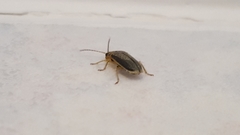 Xanthogaleruca luteola