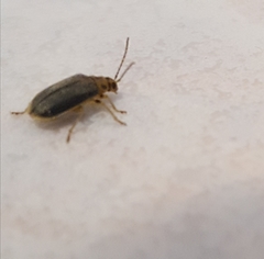 Xanthogaleruca luteola