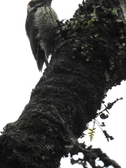 Dryobates stricklandi