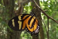 Lycorea halia discreta