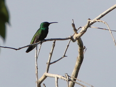 Anthracothorax viridigula