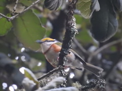 Vireolanius melitophrys