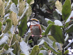 Vireolanius melitophrys