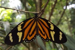 Lycorea halia discreta