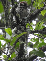 Dryobates stricklandi