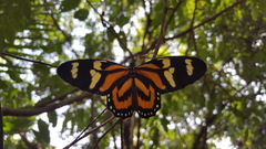 Lycorea halia discreta