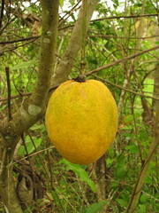 Passiflora ambigua