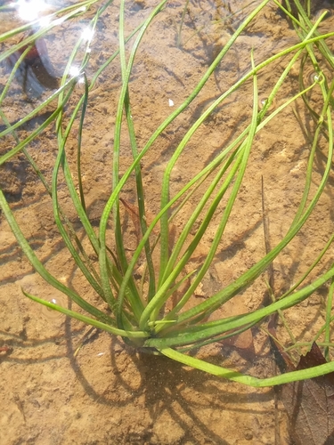 Louisiana Quillwort (Isoetes louisianensis)