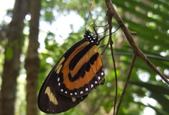 Lycorea halia discreta