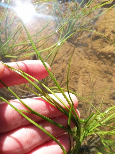 Image of Isoetes louisianensis by (c) Will McFarland, some rights reserved (CC BY)