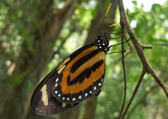 Lycorea halia discreta