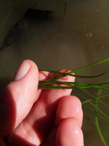 Image of Isoetes louisianensis by (c) Will McFarland, some rights reserved (CC BY)