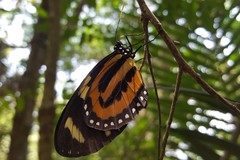 Lycorea halia discreta