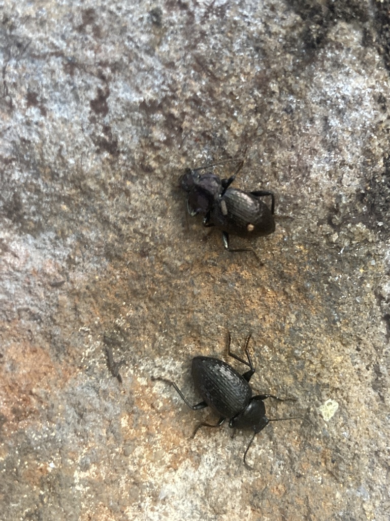 Adelium from Fords Rd, Thirroul, NSW, AU on August 3, 2023 at 01:51 PM ...