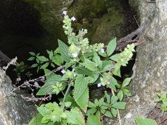 Scutellaria ovata