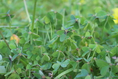 Oxalis pes-caprae