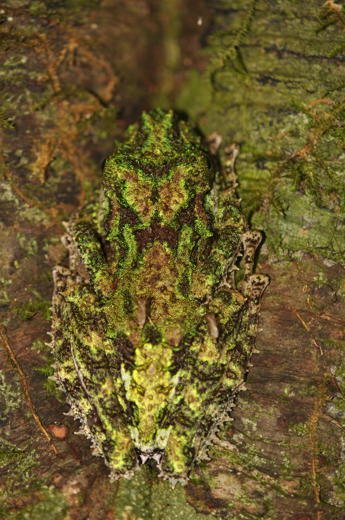 Anamalozoatra Madagascar Frog