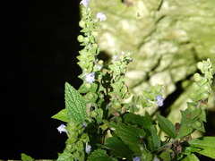 Scutellaria ovata