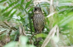 Scenopoeetes dentirostris