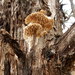 Subantrodia juniperina - Photo (c) Bob O'Kennon, osa oikeuksista pidätetään (CC BY-NC), lähettänyt Bob O'Kennon