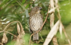 Scenopoeetes dentirostris