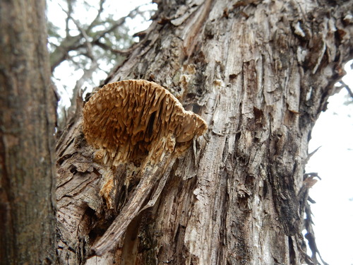Fomitopsis juniperina