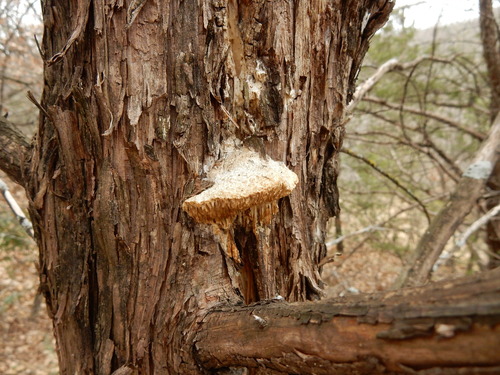 Fomitopsis juniperina