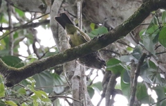 Ailuroedus maculosus