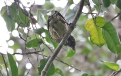 Ailuroedus maculosus