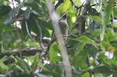 Ailuroedus maculosus