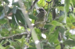 Ailuroedus maculosus