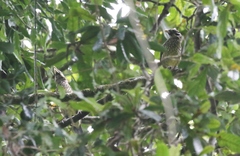 Ailuroedus maculosus