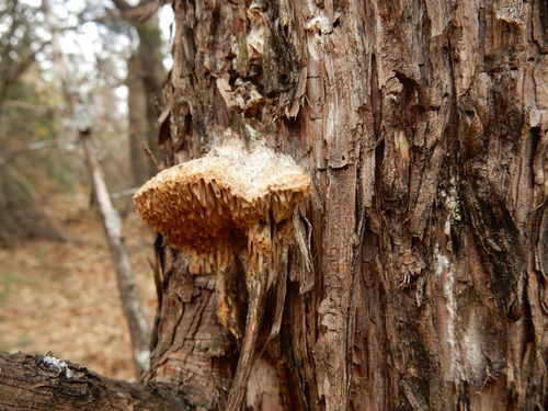 Fomitopsis juniperina